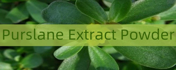 Purslane Extract Powder.png